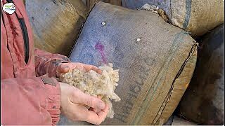 Tendances L&V décembre 2025 Valorisation de la laine : un sujet complexe